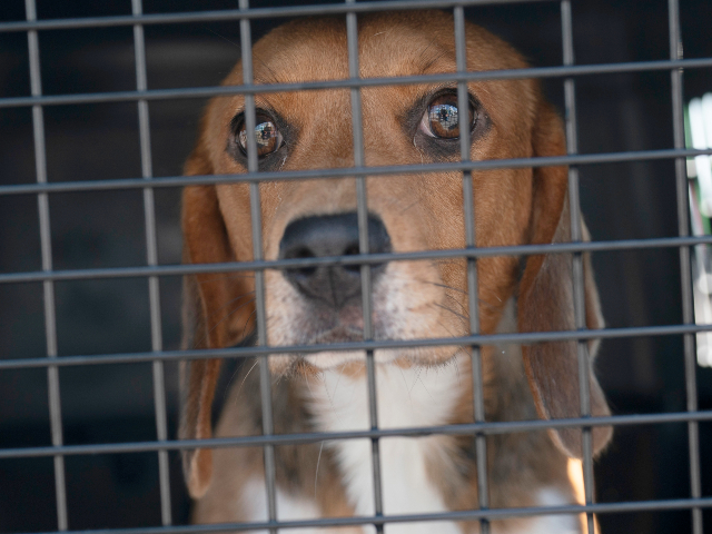RepGosar's tweet card. Several Republican House members, led by Rep. Paul Gosar (R-AZ), are demanding the termination of National Institutes of Health (NIH) funding for cruel experiments on dogs and cats.