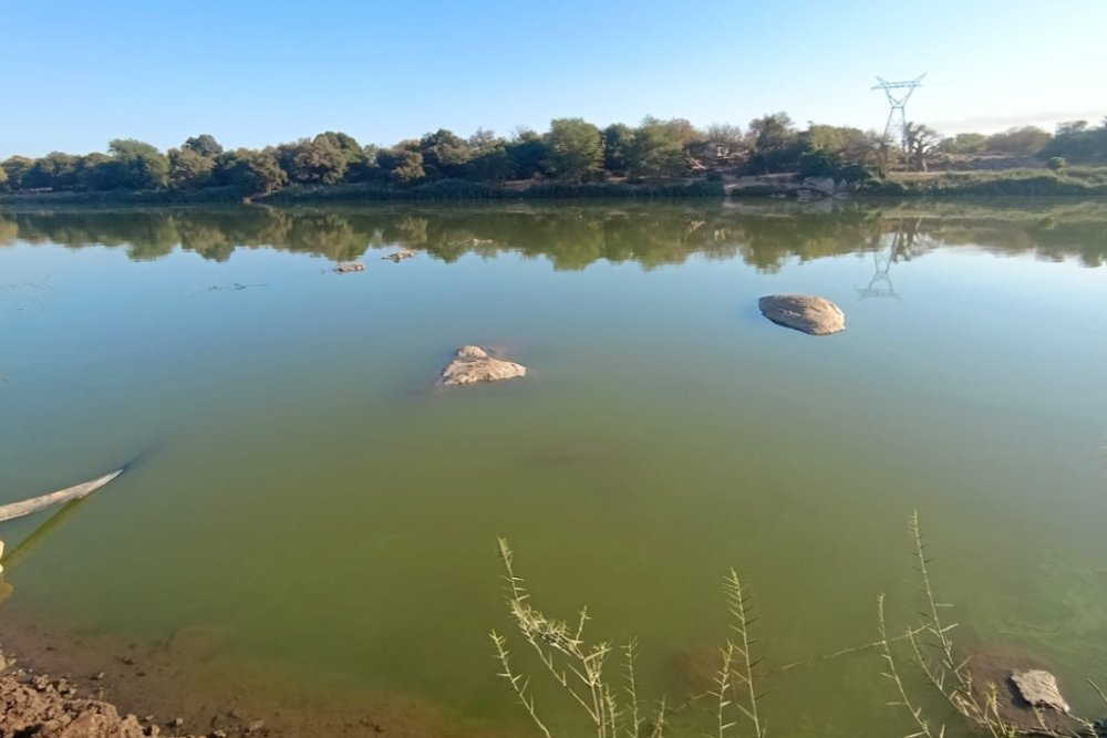 TimesLIVE's tweet card. The Vhembe district municipality says laboratory tests show the green water in the Limpopo River is not due to contamination.