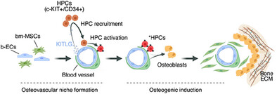 AppliedCVB's tweet card. Bone-specific endothelial cells (b-ECs) uniquely express KITLG, which recruits c-Kit+/CD34+ hematopoietic progenitors (HPCs) to the osteovascular niche, initiating a cascade that culminates in the...