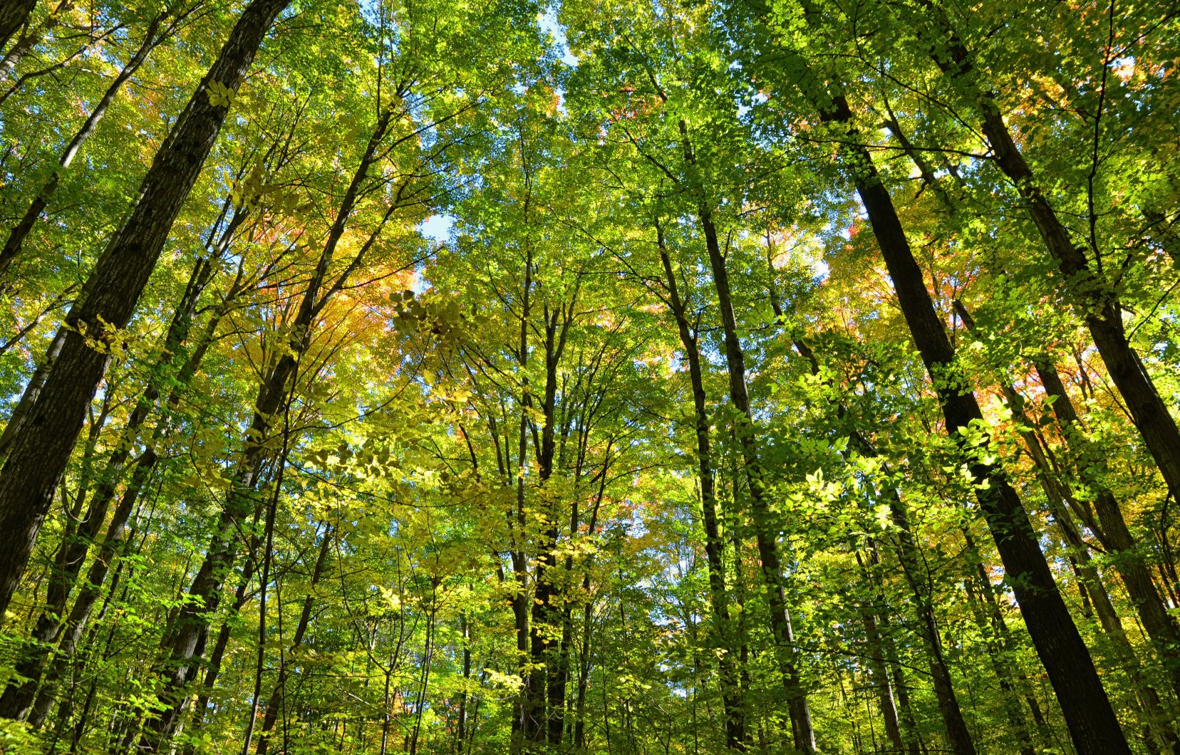 borisproulx's tweet card. Seulement 46,6 millions d’arbres ont vu le jour en 2023 dans le cadre du programme 2 milliards d’arbres.