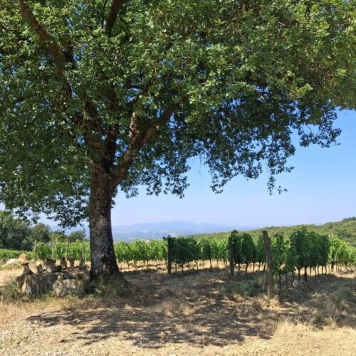 JohnMFodera's tweet card. My annual Harvest Report coverage is a living, breathing photo essay about the 2025 harvest conditions on the ground across Italy.