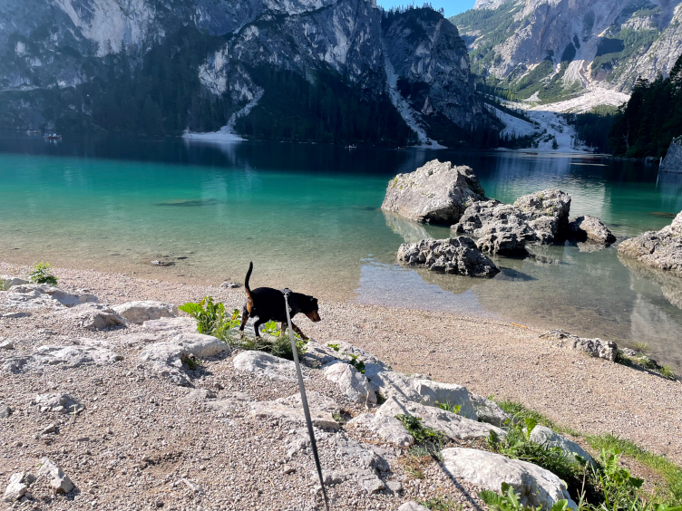 gnome_trotting's tweet card. The Lago di Braies look is one of the most dog-friendly hikes in the Dolomites. Here's everything you need to know about getting there.