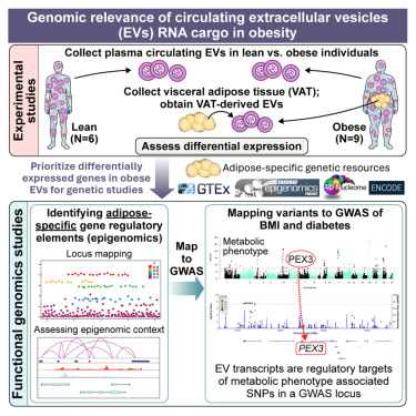 CellGenomics's tweet card. Chatterjee et al. reveal that extracellular vesicles in the blood of obese individuals contain transcripts linked to pathways of inflammation and type 2 diabetes, providing potential avenues for...