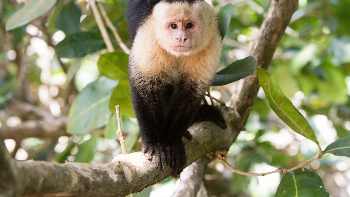timvernimmen's tweet card. A young male nicknamed Joker was probably the first to start carrying a howler monkey baby on his back for days on end. Then a group of other young males started to copy him.