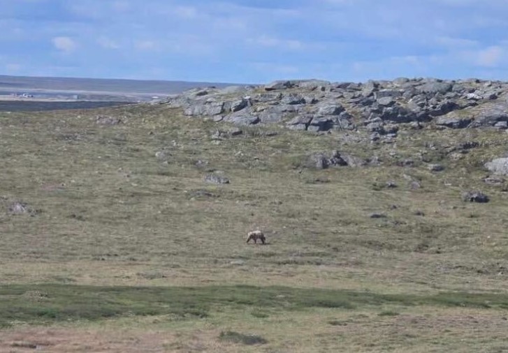 NunatsiaqNews's tweet card. For the English version of this story, please see Grizzly bear shot and killed near Rankin Inlet.