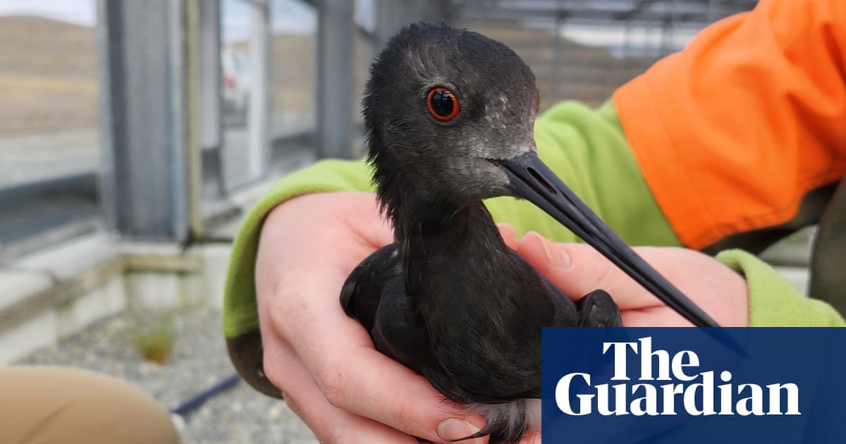 icetempete's tweet card. Small trial on native birds is part of preparations for arrival of deadly strain of H5N1 avian flu, which has not yet been reported in New Zealand