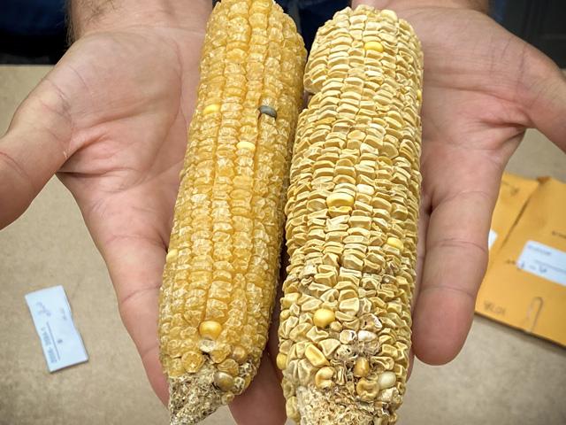ChrisClaytonDTN's tweet card. The University of Illinois lab responsible for innovations such as short stature corn and super sweet varieties of sweet corn is in jeopardy of closure. A vital soybean seed lab is also on the...
