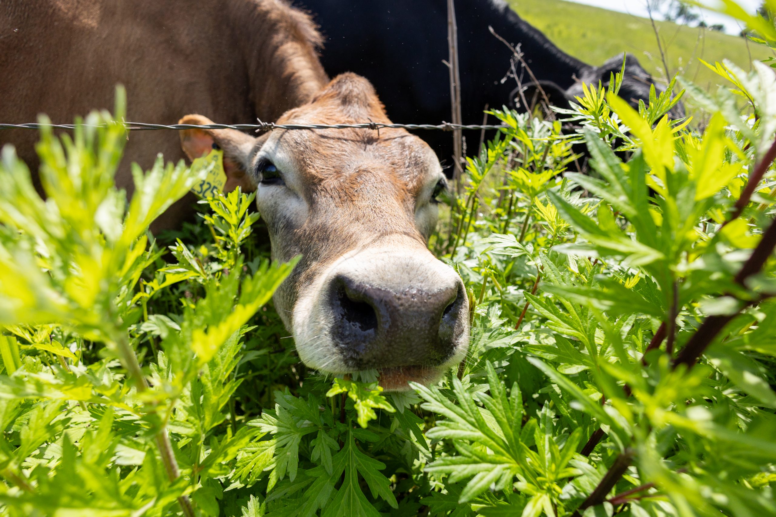 UConn's tweet card. Foot and Mouth Disease was eradicated in the US in 1929, and researchers are working to make sure it stays that way