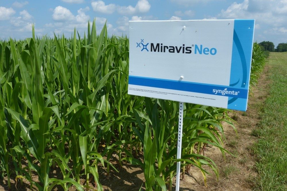 hoosieragtoday's tweet card. Disease pressure in certain parts of Indiana is starting to ramp up. “About every field I’m in right now, I can find gray leaf spot,” says Chad Threewits, agronomic service rep for Syngenta in...