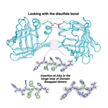 Structure_CP's tweet card. Ghanbarpour et al. show how an odd versus even number of amino acid insertions in the hinge region alters secondary protein structure by exploiting the basic principle of beta strand periodicity....