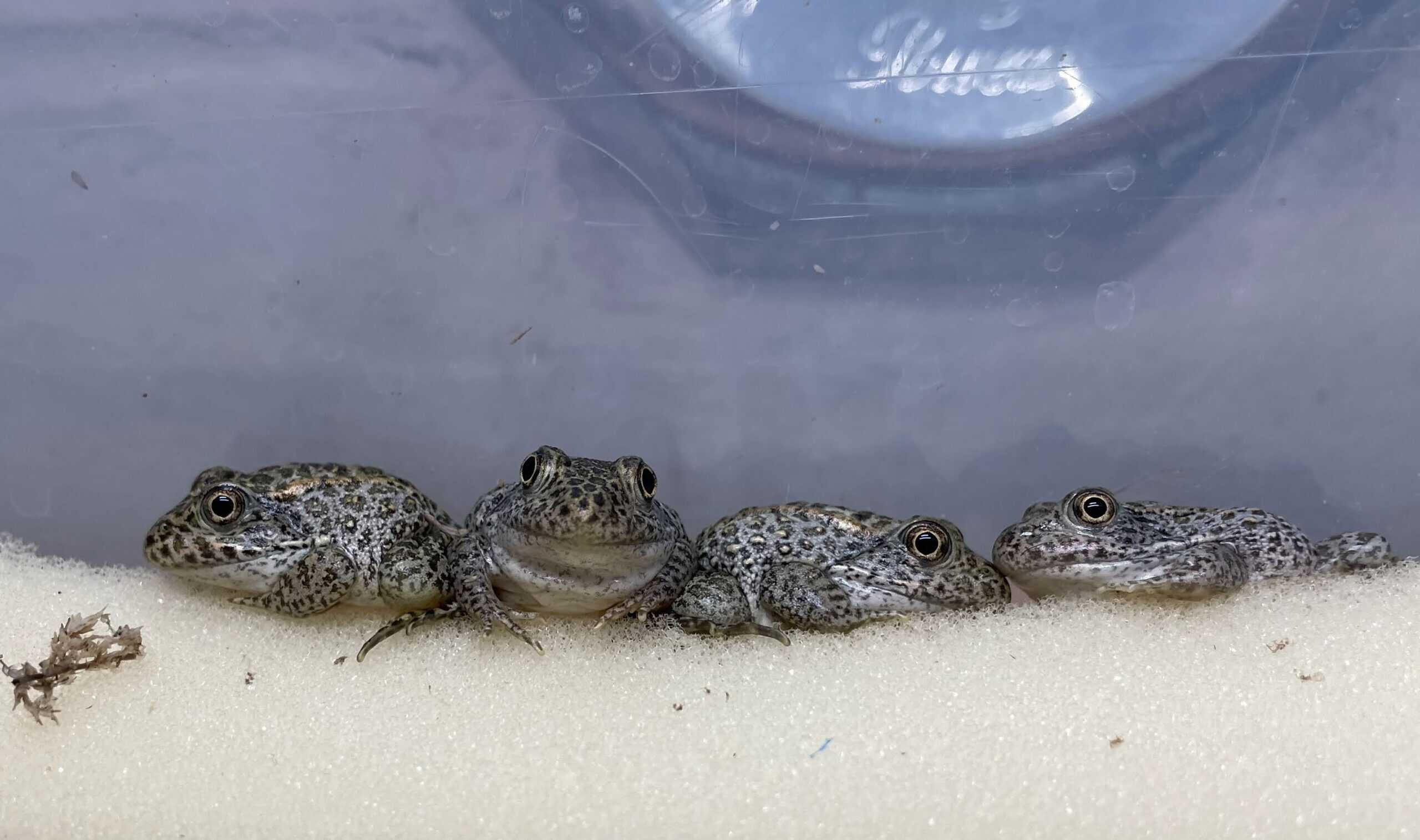 wildlifesociety's tweet card. Memphis Zoo-led program produces captive-bred amphibians thanks in part to a new outdoor artificial pond facility