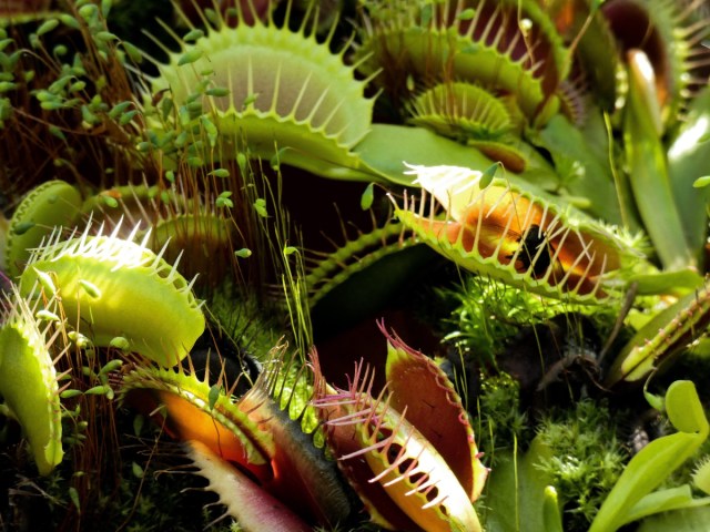 PennNeuroKnow's tweet card. It may sound like a ridiculous question— but it’s worth asking. From Venus flytraps snapping shut to stressed plants releasing ultrasonic “screams,” plants react to damage in surprising…