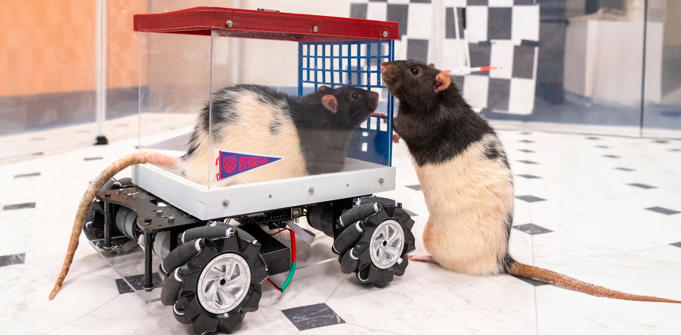 KellyLambertUR's tweet card. Equipped with a rodent version of a Cybertruck, these driving rats reveal that positive experiences may sculpt the brain just as powerfully as stressful ones