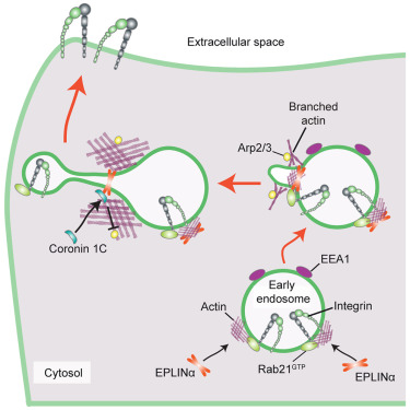 Dev_Cell's tweet card. Jäntti et al. report that EPLINα plays an isoform-specific role in actin-dependent recycling of integrins, promoting breast cancer cell migration. They identified shared and distinct interactors of...
