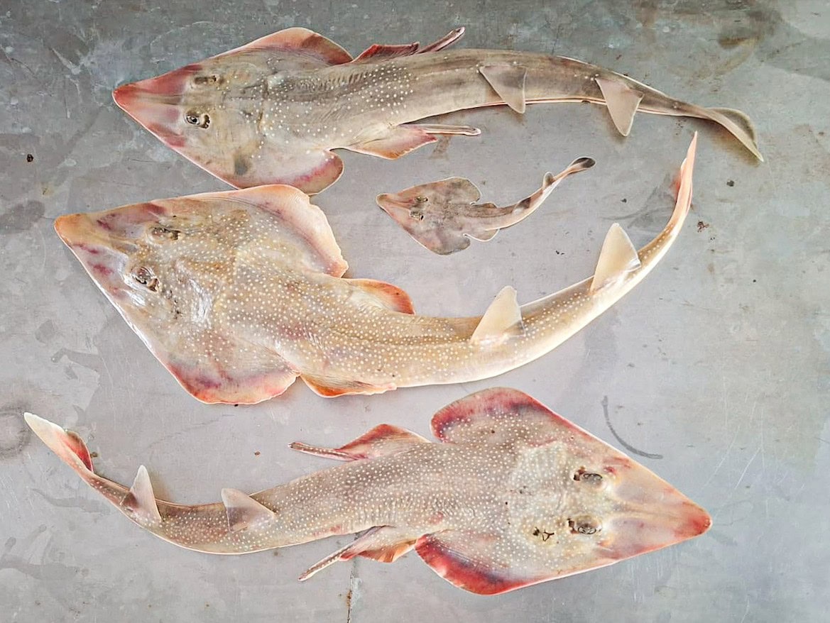 UTMSI's tweet card. The Freckled Guitarfish (Pseudobatos lentiginosus) is a small, bottom-dwelling ray native to the Gulf and western North Atlantic. Listed as Vulnerable by the IUCN, we still know very little about […]