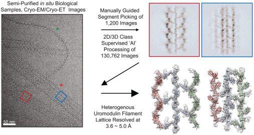 Structure_CP's tweet card. In this issue of Structure, Chang et al. combined deep-learning cryoelectron microscopy (cryo-EM) particle picking and heterogeneous refinement to obtain structures of human uromodulin filament...