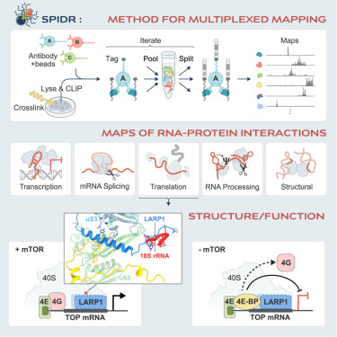 ShorterLab's tweet card. SPIDR, a massively multiplexed method that simultaneously maps dozens of RNA-binding proteins to their RNA targets at single-nucleotide resolution, uncovers new RNA-protein interactions and provides...