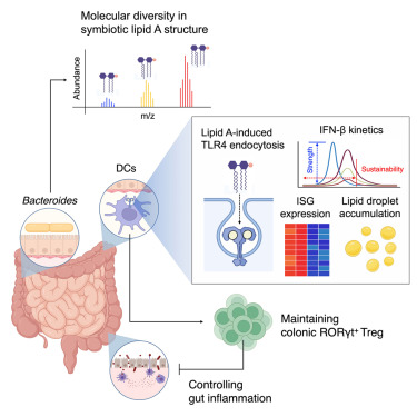 ChudnovskiyLab's tweet card. Structural variations in the number of acyl chains and phosphate groups of gram-negative microbial lipid A differentially modulate DC-derived IFN-β responses, which are mechanistically regulated by...