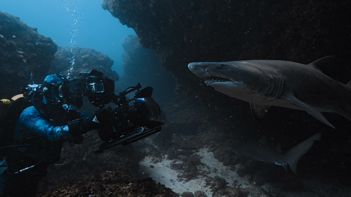 FunweekMag's tweet card. Dan Beecham, cameraman subacqueo, ci racconta cosa significa inseguire una creatura che non si lascia filmare. In 'Bertie Gregory: A tu per tu con gli squali', il non-incontro diventa una lezione di...