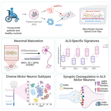 CellStemCell's tweet card. Lall et al. differentiate iPSCs from young-onset, sporadic ALS patients into spinal cord motor neurons and co-culture them with brain microvascular endothelial-like cells in a microfluidic organ-chip...