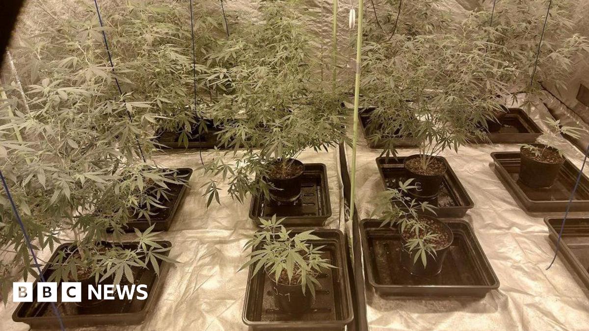 BBCNewsNI's tweet card. Officers said they noted a strong smell of cannabis and on checking the property uncovered cannabis growing in a number of rooms.