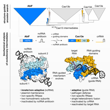 zilberzwige's tweet card. Hybrid structure-sequence mining and biochemical/structural characterization trace the evolutionary origins of CRISPR-Cas13, elucidating how their RNA-guided mechanism likely evolved from an ancient...