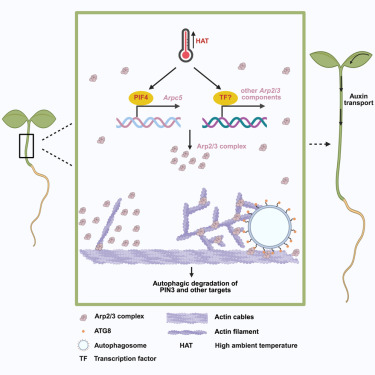 Dev_Cell's tweet card. Pan et al. identify the PIF4-Arp2/3-actin cytoskeleton-autophagy axis as crucial for hypocotyl elongation under high temperatures. PIF4 upregulates ArpC5 to reorganize actin arrays and activate...