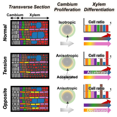 Dev_Cell's tweet card. Hsieh et al. integrated single-cell transcriptomics, spatial transcriptomics and metabolomics to demonstrate how xylem development is altered under mechanical stress, identifying changes in develop...