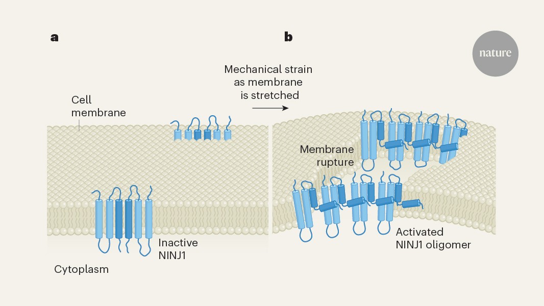 ZS_biophys's tweet card. Nature - The protein NINJ1 enables cells to break open during certain types of cell death. Modulation of physical forces on the membrane reveals how NINJ1 acts.