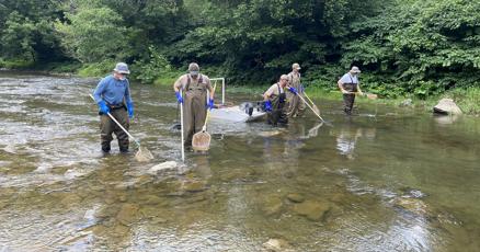 wvgazettemail's tweet card. A study, published in March 2025, by a West Virginia University biology undergraduate student Isabella Tuzzio indicates that not even fish like the northern hogsucker living in the remote, relatively...