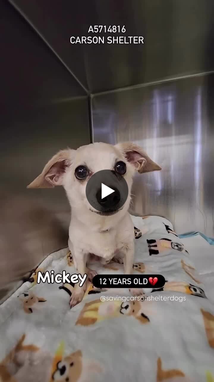 LudmilaKliegl's tweet card. 💔💔💔💔Senior needs help‼️💔💔💔💔💔💔💔💔💔💔💔💔💔💔