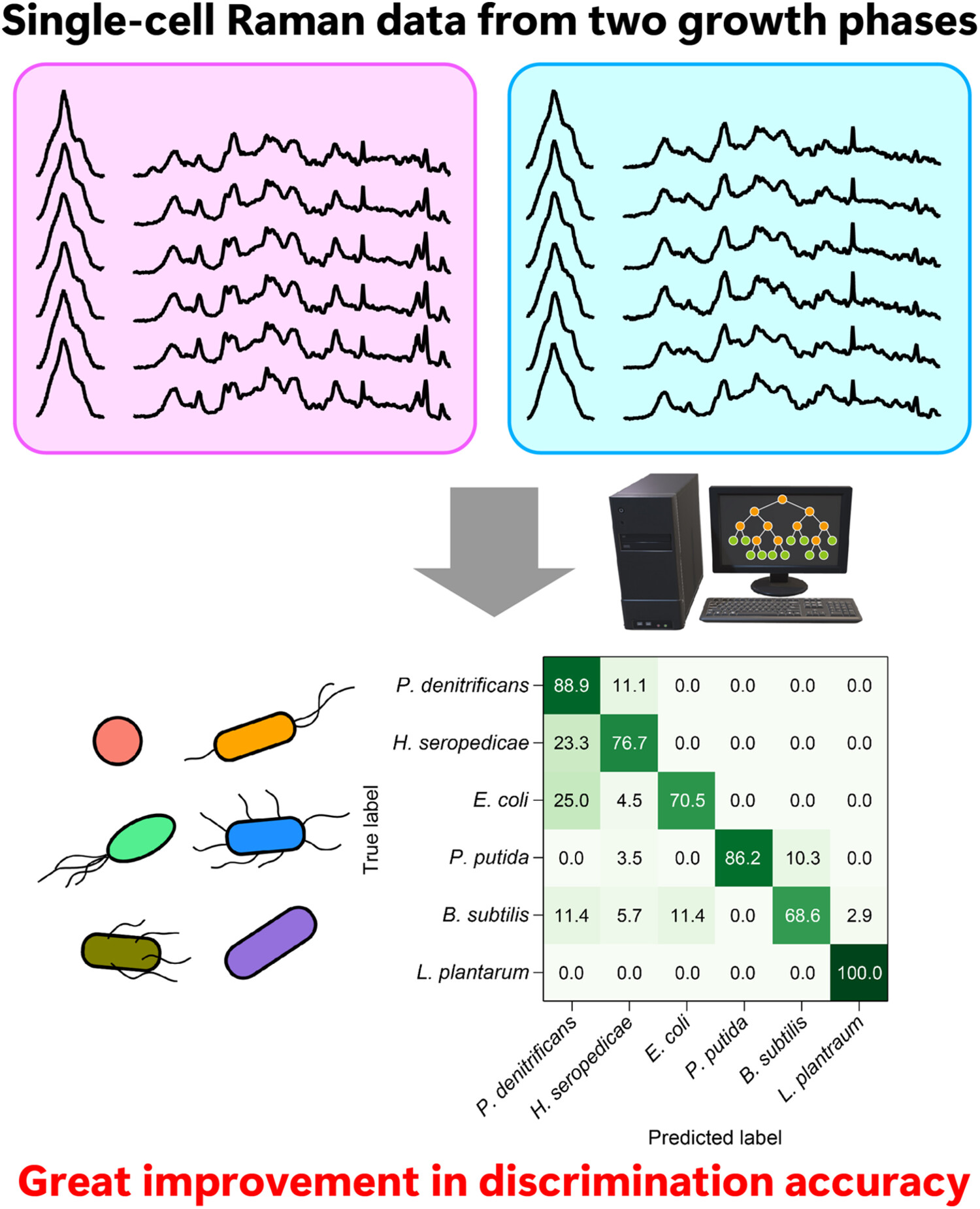 skato_jcm's tweet card. Raman spectroscopic discrimination of bacterial species in different growth phases using random forest machine learning was systematically investigated. The species discrimination accuracy of a...
