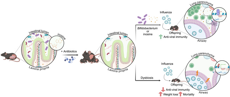 cellhostmicrobe's tweet card. Early-life microbial exposures can have long-lasting health impacts. In a recent Cell paper, Stevens et al. show that maternal antibiotic treatment induces dysbiosis and impairs offspring immunity to...