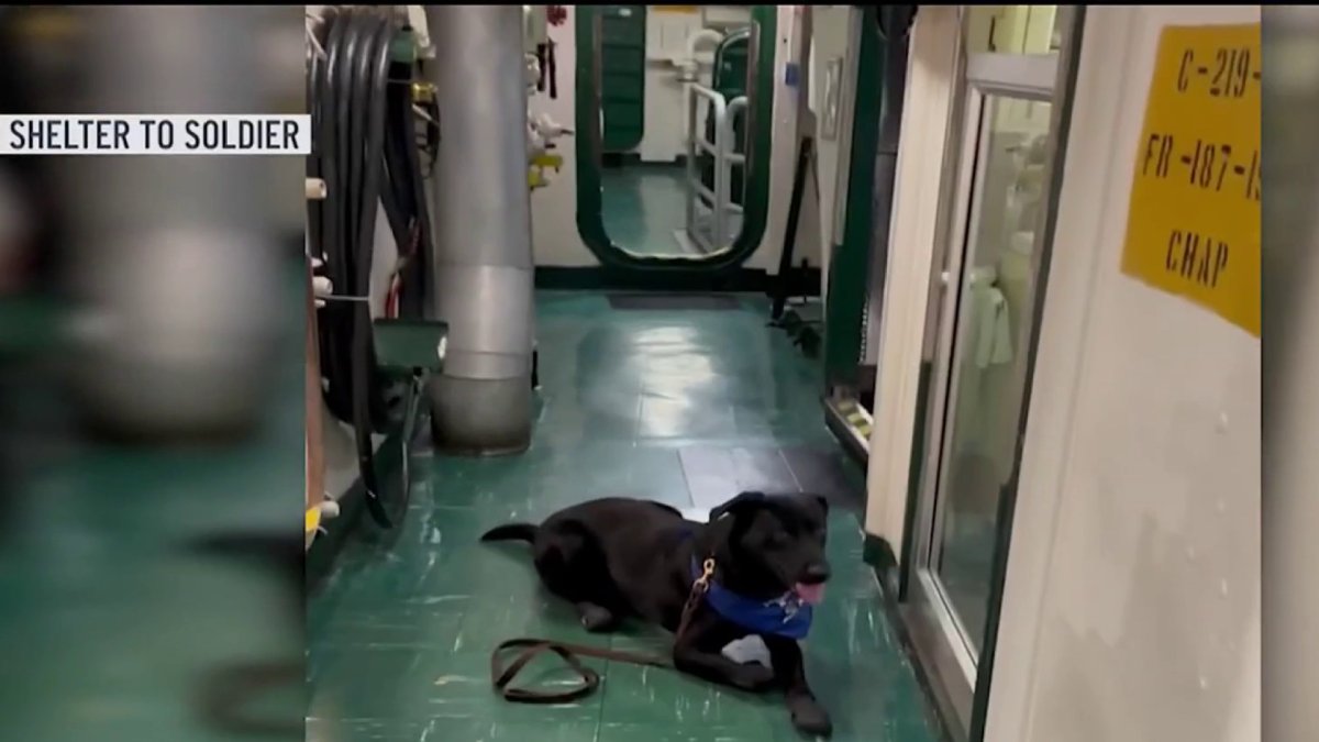 traciedonoFANS's tweet card. A 1-year-old lab mix named Raider was chosen as the USS Makin Island’s morale dog.