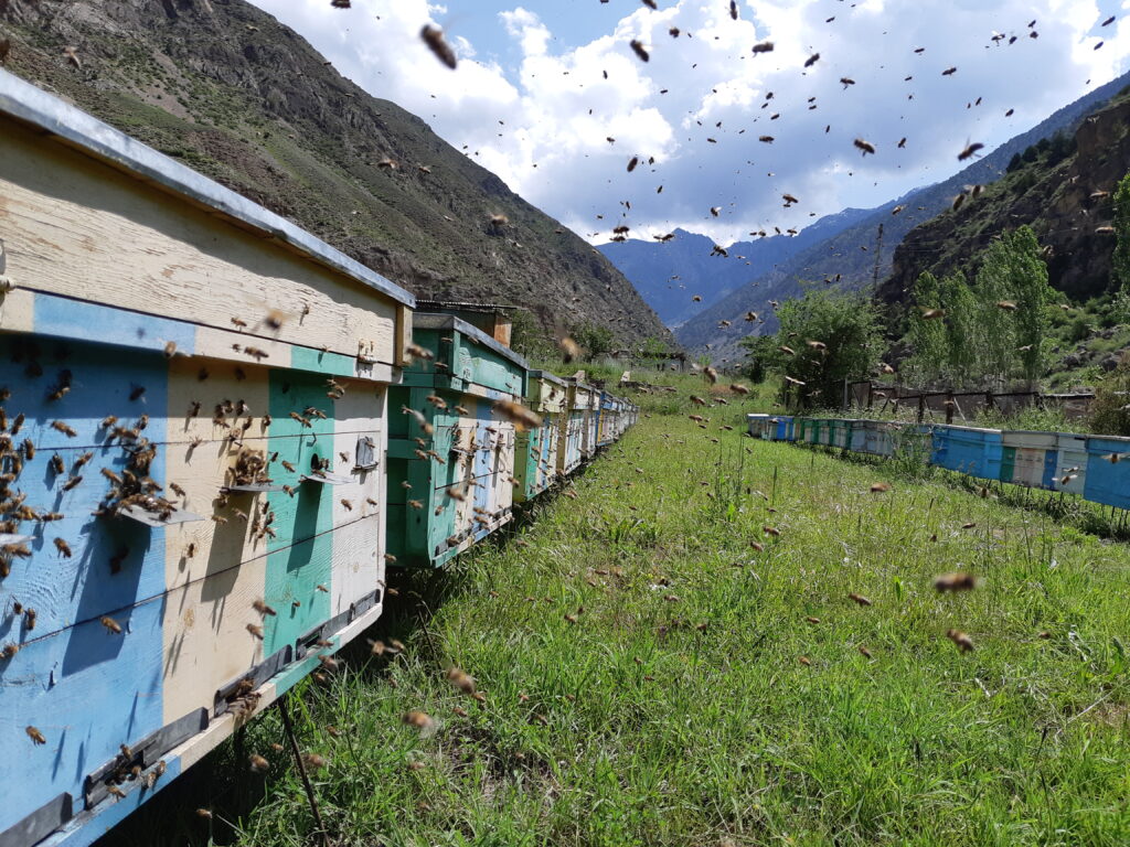 ComDev_Asia's tweet card. Beekeeping, or apiculture, is not just a hobby or a side job – it is a vital agricultural activity and essential for food security and biodiversity. Beekeepers, often smallholder or family farmers,...