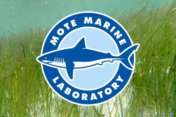 UofNO's tweet card. University of New Orleans Assistant Professor of Biology Traci Erin Cox has received a grant through the Seagrass Restoration Technology Development Initiative, a statewide program led by Mote Marine...