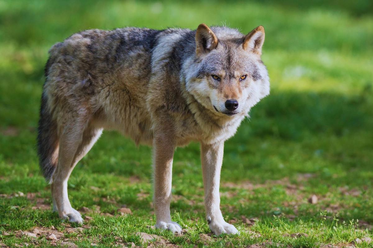 IntlWolfCenter's tweet card. Montana may soon raise wolf hunting quotas for the 2025-26 season. Here's what’s being proposed and how residents feel about it.