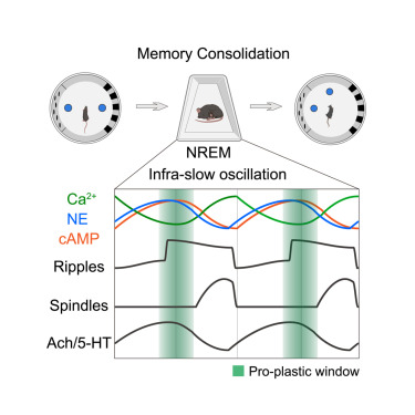 LabNir's tweet card. Sleep is crucial for memory formation. Deng et al. find that cAMP levels in mice oscillate with a 1-min cycle during slow-wave sleep, and hippocampal activity at the peak of these oscillations is...
