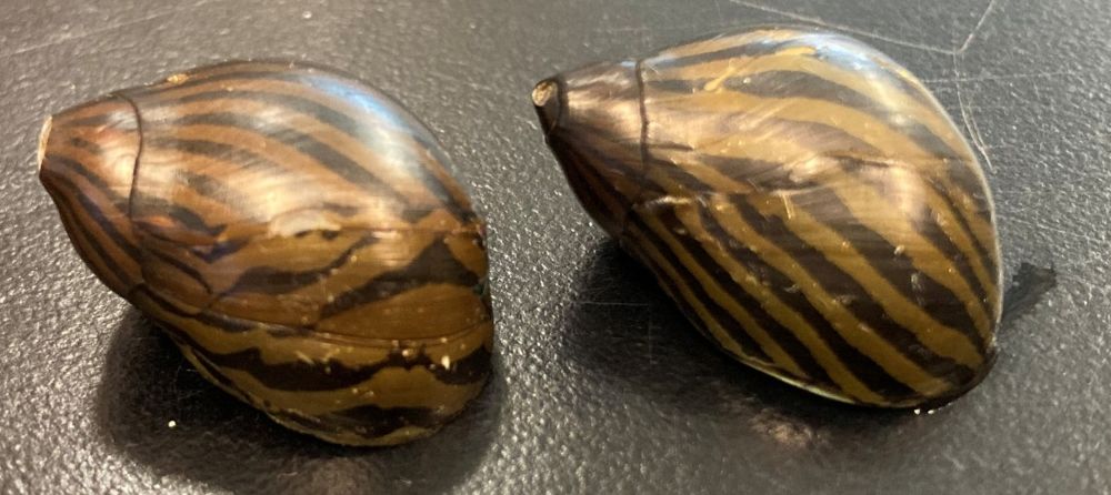 KavliFoundation's tweet card. Kyra Schapiro knows how to find a good shell. A self-professed sheller – “ Yes, it’s a noun,” she said – Schapiro has amassed hundreds of seashells. “It’s the patterns and the beauty” that compels...
