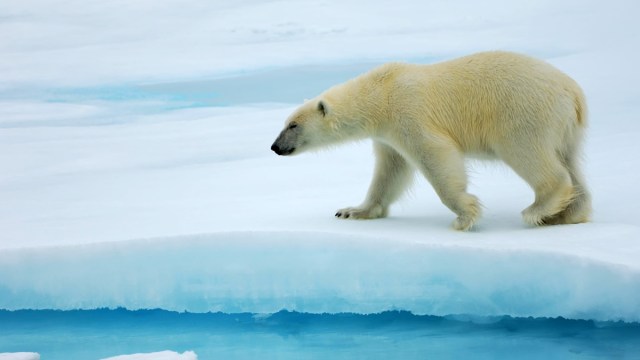ADSciences971's tweet card. Depuis quarante ans, l’Institut polaire norvégien observe l’ours polaire au Svalbard, où il est touché à la fois par les « polluants éternels » produits au bout du…