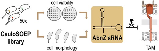 microbeRNA's tweet card. Abstract. Small RNAs (sRNAs) play a crucial role in modulating target gene expression through short base-pairing interactions and serve as integral compone