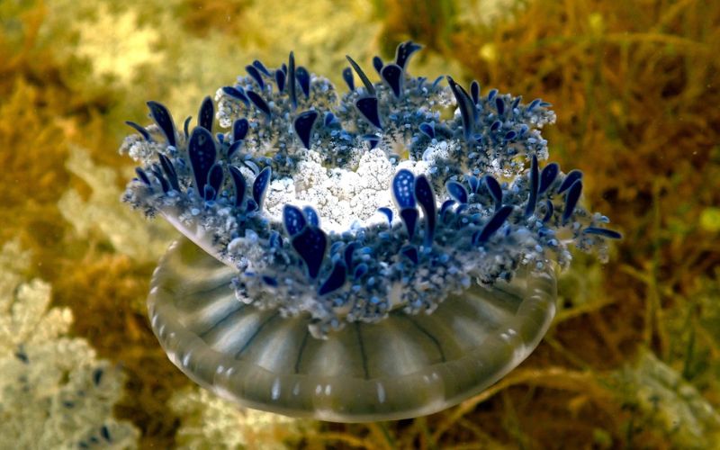 TAMU_Biology's tweet card. Community Science Sheds Light on Northward Expansion of Upside-Down Jellyfish in Florida By: TAMU Biology Jellyfish that live upside-down on the seafloor are quietly colonizing new territory in...