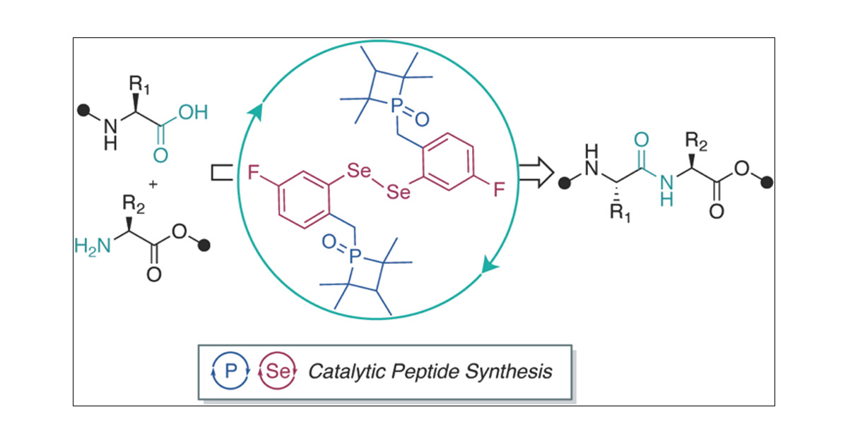 KentaroSato's tweet card. Peptide synthesis is a highly optimized process that has led to the production of new classes of therapeutics and materials. The process of peptide synthesis is straightforward: commercially availa...