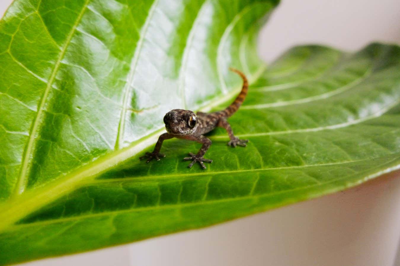 newscientist's tweet card. Leaf-toed geckos were thought to be locally extinct on Rabida Island, but the diminutive reptiles have re-emerged after a campaign to eliminate invasive rats