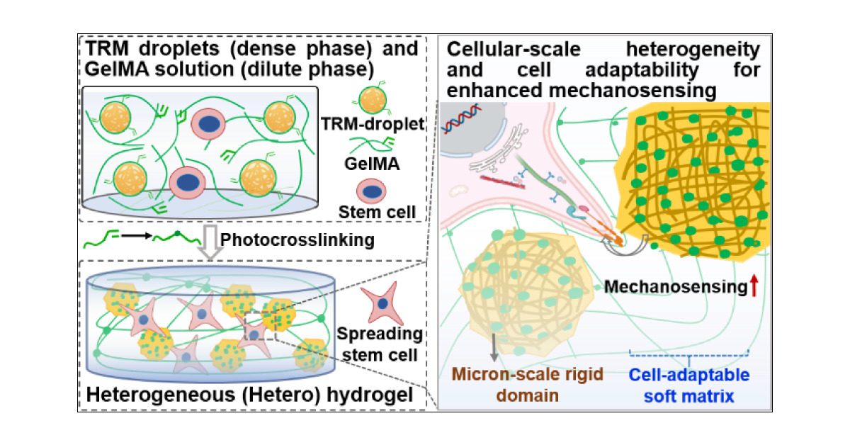 Pha_Tran_Papers's tweet card. Controlled liquid–liquid phase separation (LLPS) plays an important role in the formation of a heterogeneously structured extracellular matrix (ECM) consisting of densely cross-linked stiff structu...