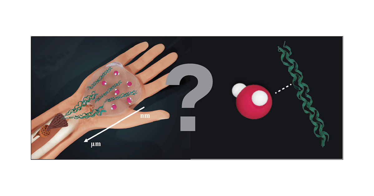 TomFiaLAB's tweet card. Collagen is the most abundant protein in the human body and plays an essential role in determining the mechanical properties of the tissues. Both as a monomeric protein and in fibrous assemblies,...