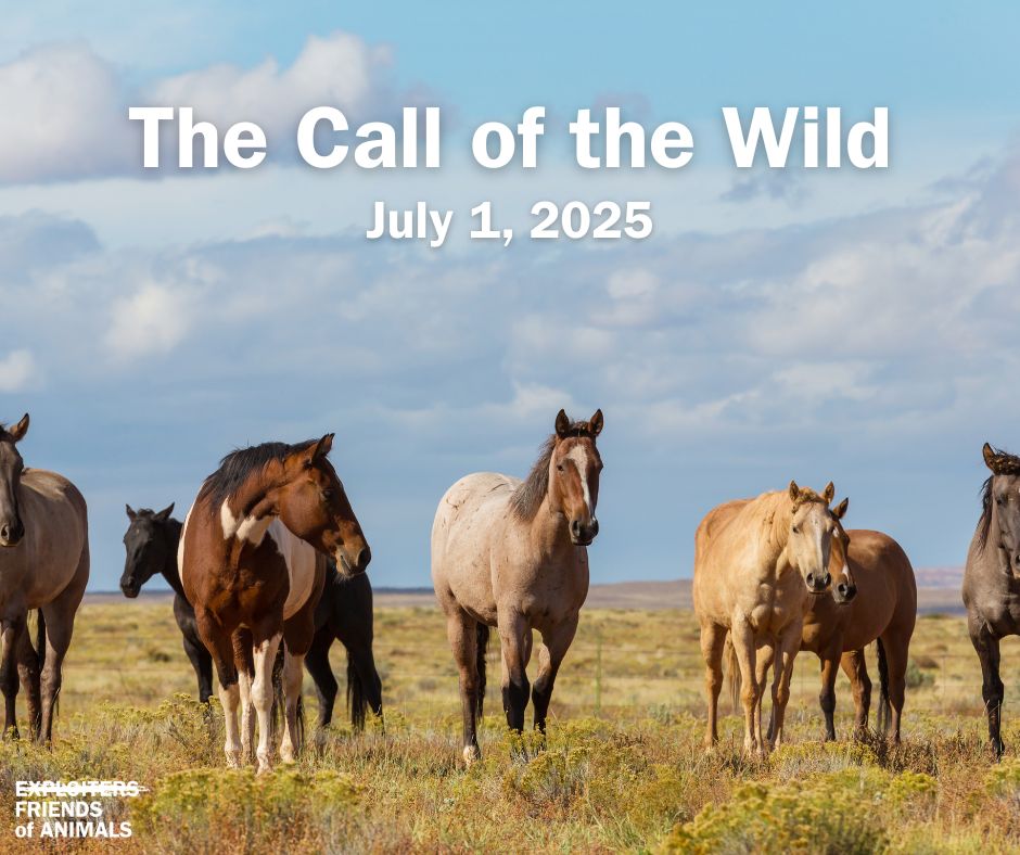 FoAorg's tweet card. Friends of Animals is asking our supporters to answer the “Call of the Wild” on Tuesday, July 1,  and join us in a national call-in day of action and protest to defend wild horses and burros and...