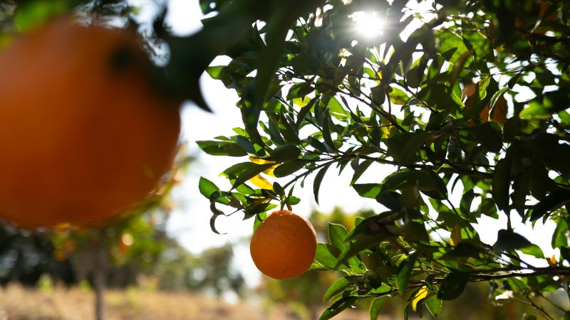 DrPJSullivan's tweet card. President Donald Trump’s tariffs on Brazil could push up the cost of orange juice at major American supermarkets like Aldi, Walmart and Wegmans by as much as 25%, according to one US-based orange...
