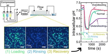 TransportMetab's tweet card. pH regulation of eukaryotic cells is of crucial importance and influences different mechanisms including chemical kinetics, buffer effects, metabolic activity, membrane transport and cell shape...