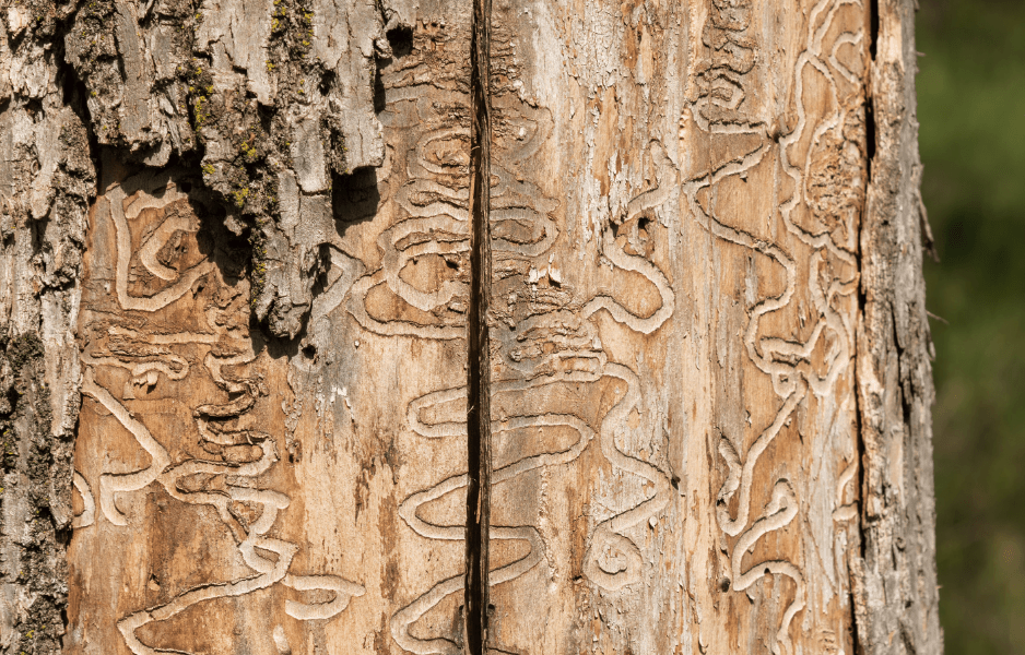 ColoradoNewsCCM's tweet card. Arvada’s 97,000 ash trees are in danger. The culprit? A green jewel beetle native to northeast Asia, called the emerald ash borer, which feeds on ash trees and reproduces in their bark crevices.  The...